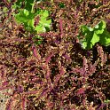 Solenostemon x 'Starpride'